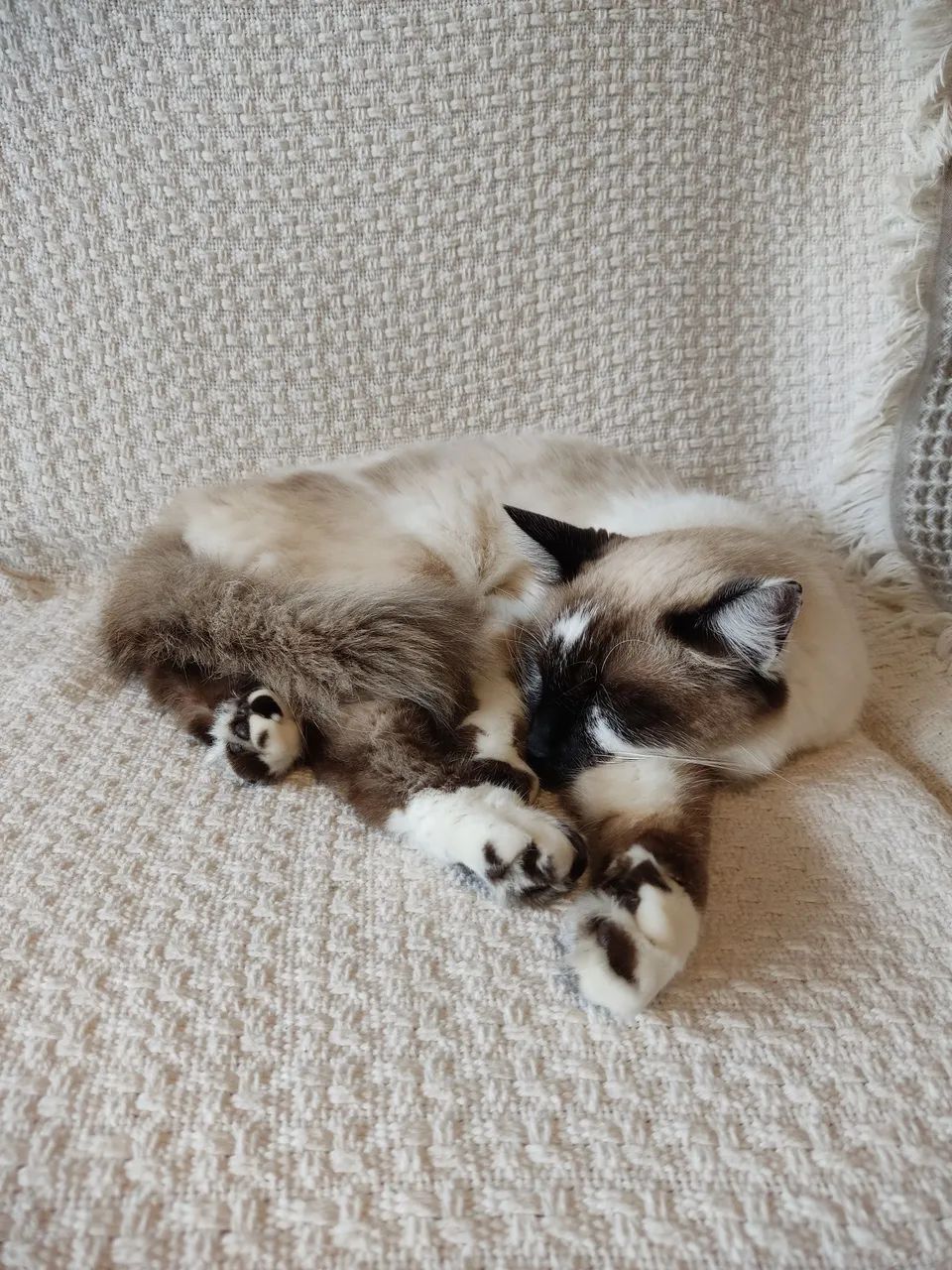 Doação de Gata - Foto 2