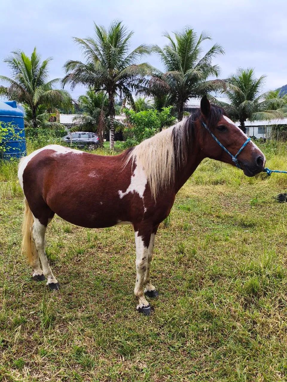 Égua mangalarga pampa de castanho - Foto 5