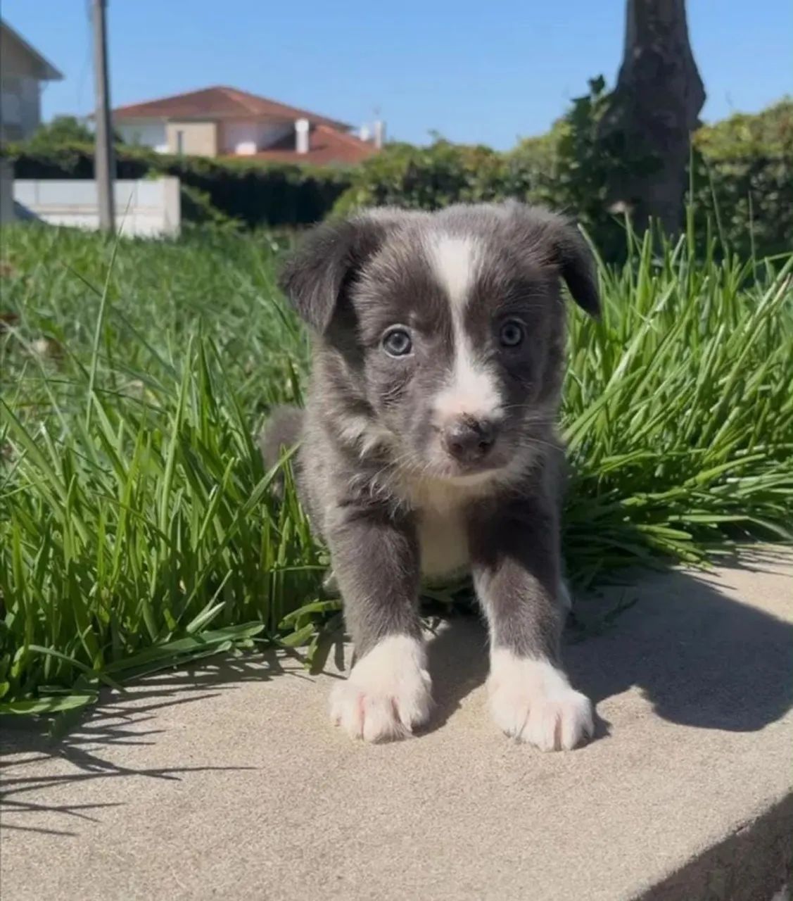 Border collie  - Foto 2