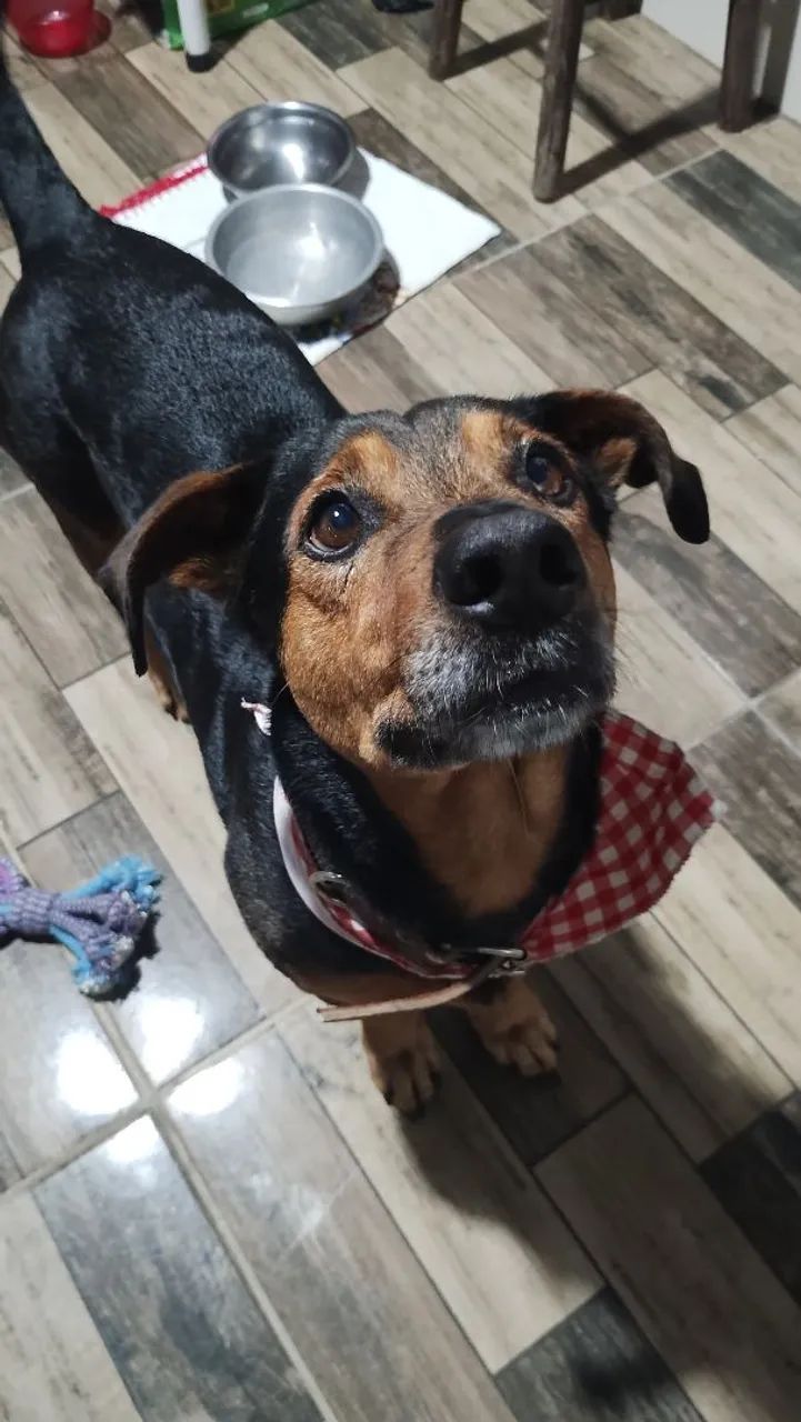Adoção cachorro - Teddy - Foto 2