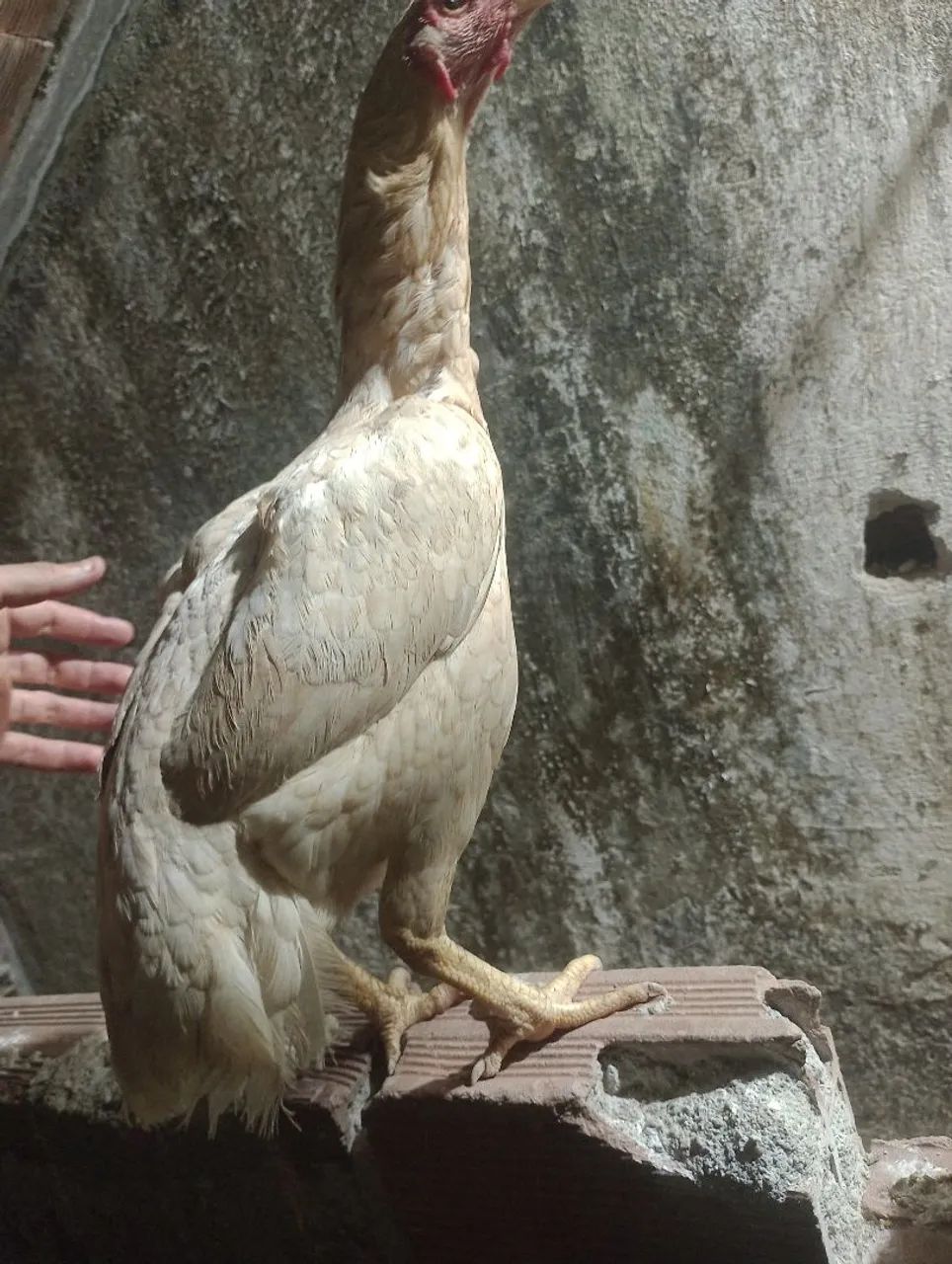 Galinha de raça pra vender - Foto 2