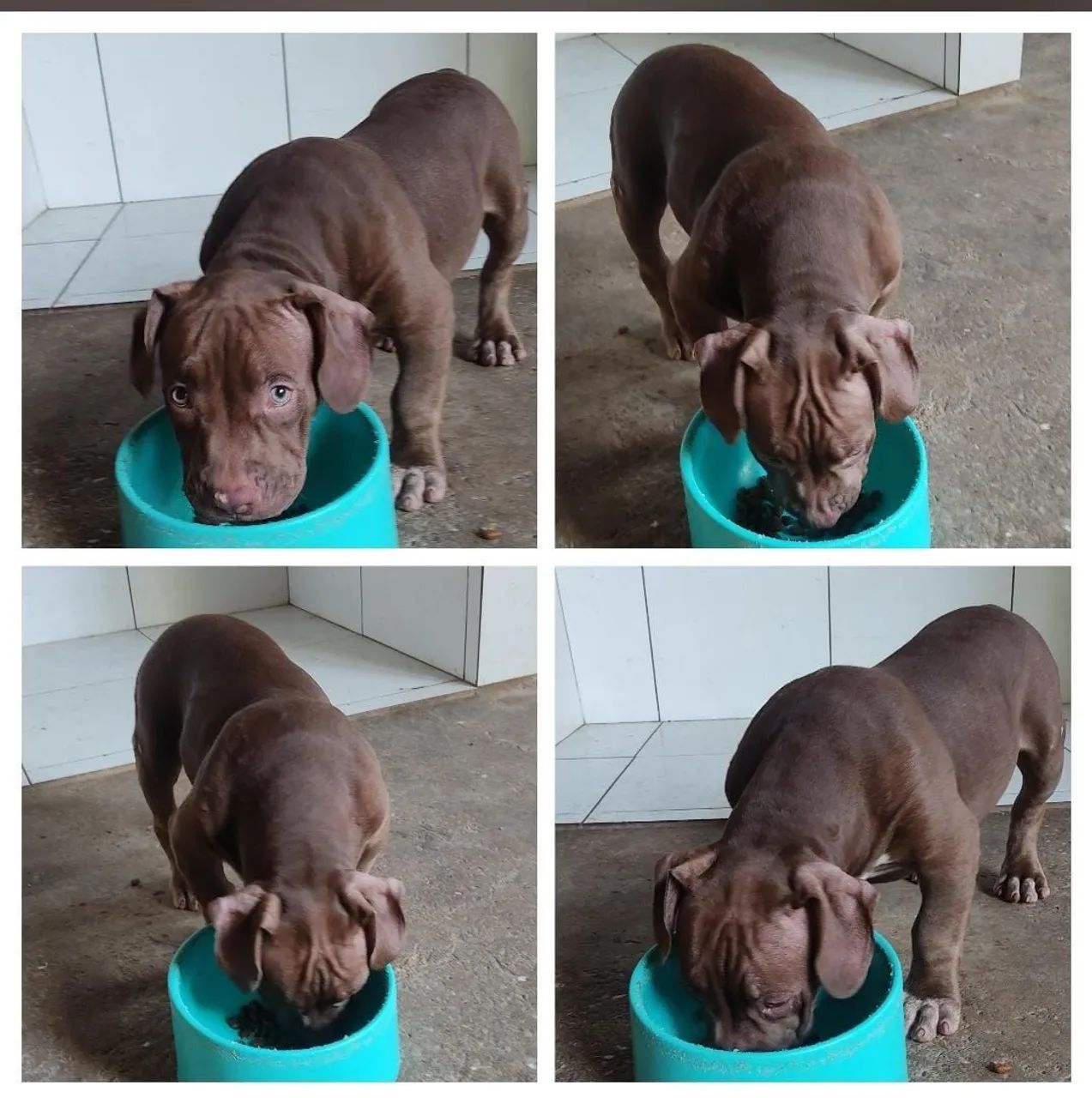 Pit Monster 