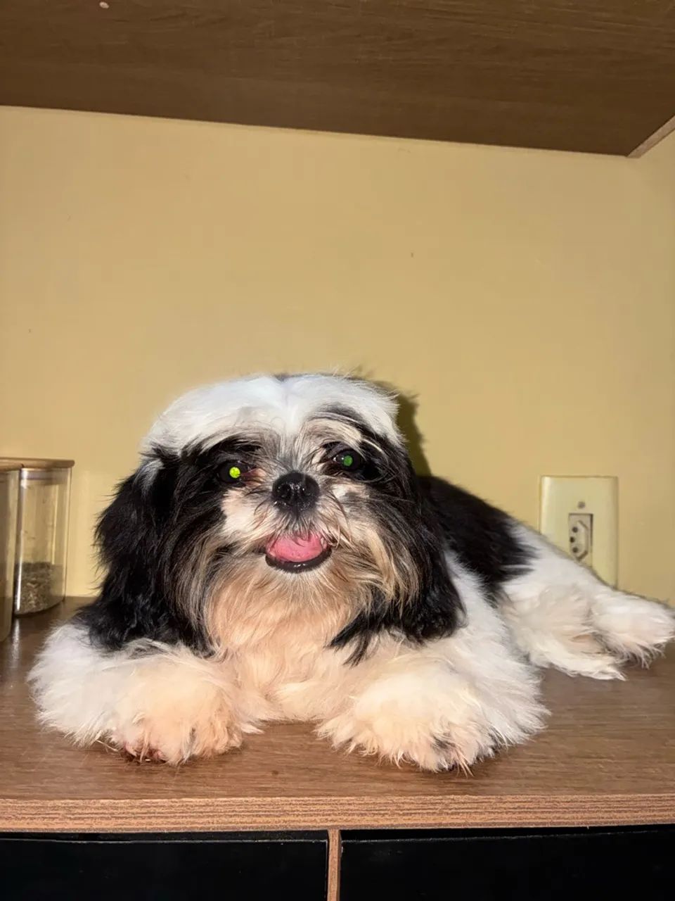 Cachorro shitzu 