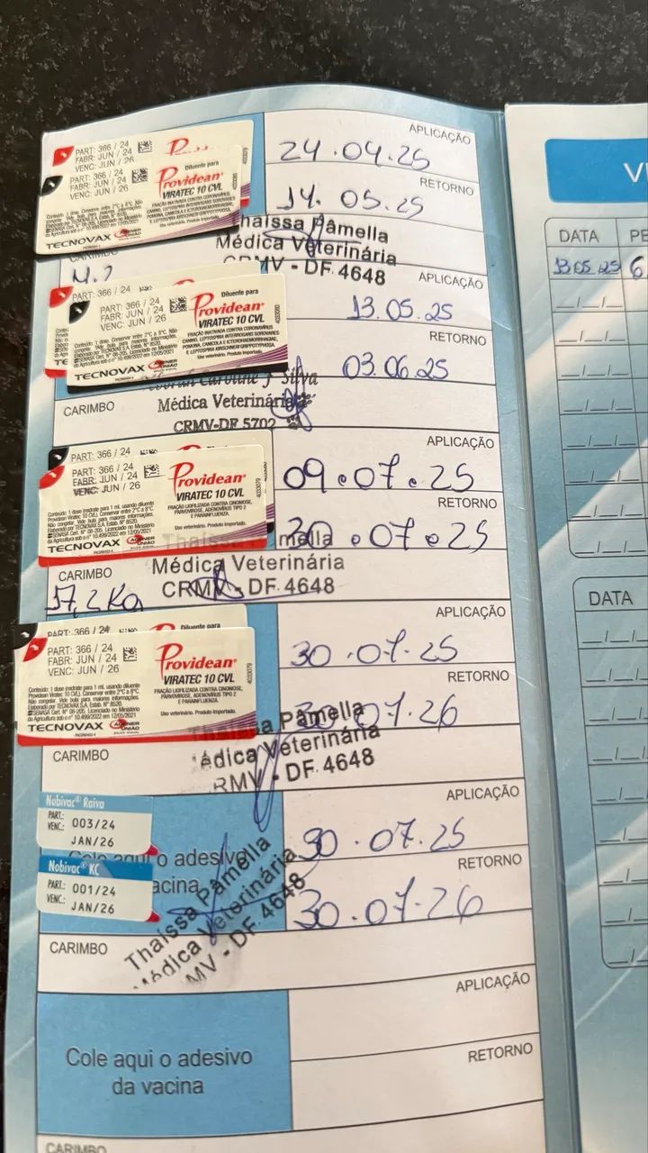 Pit Monster fêmea - dócil e sociável 10 meses  - Foto 5