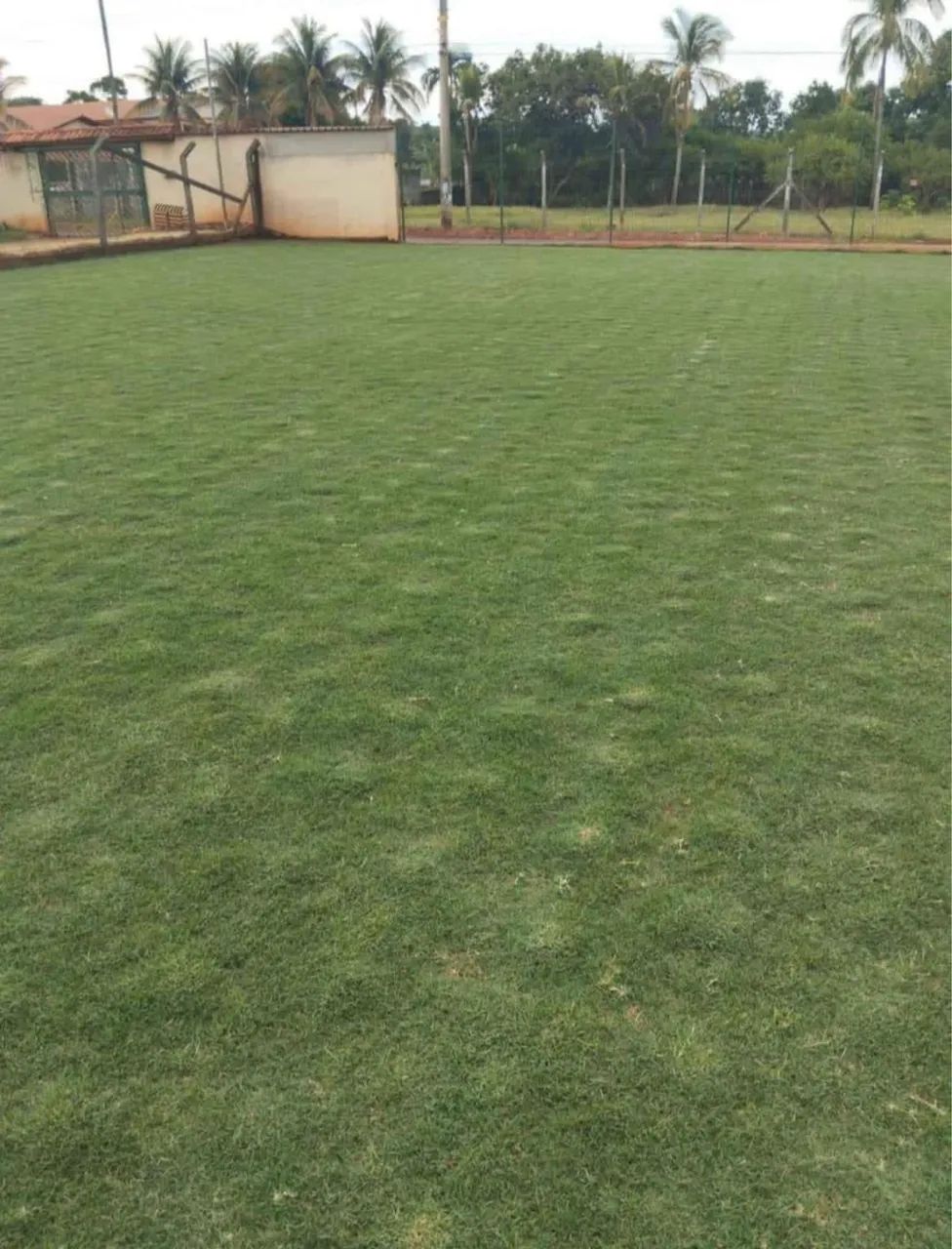 Plantio de grama  - Foto 5
