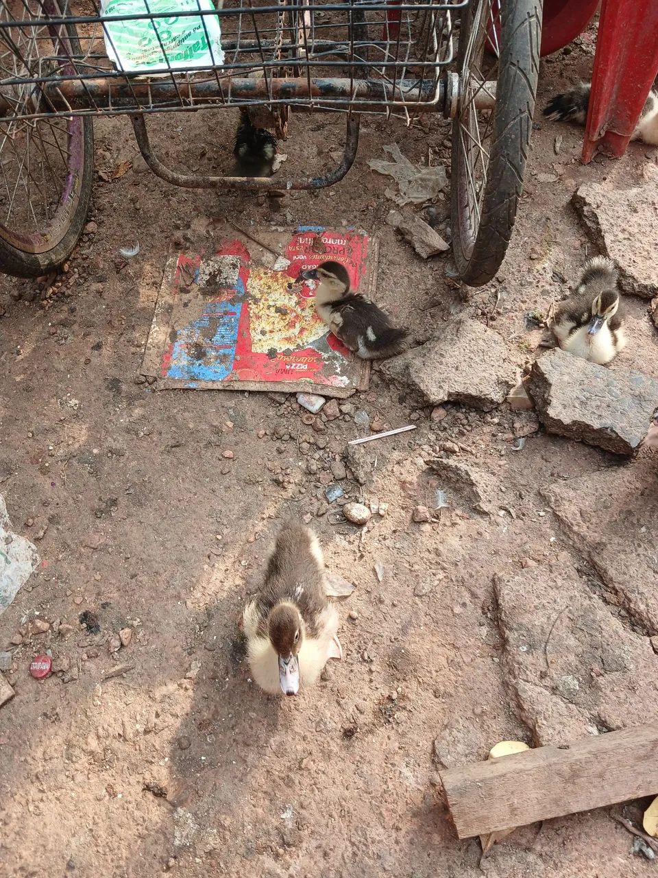 Patos - Foto 4