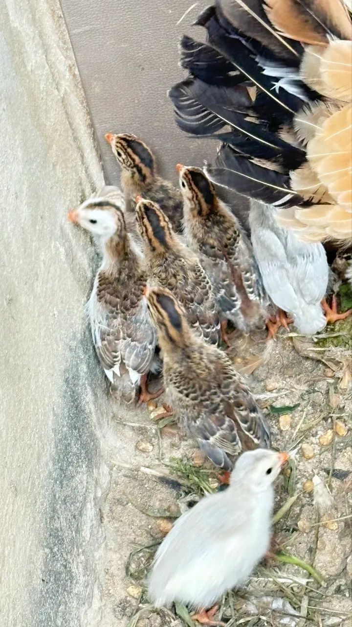 Galinha Angola - Foto 4