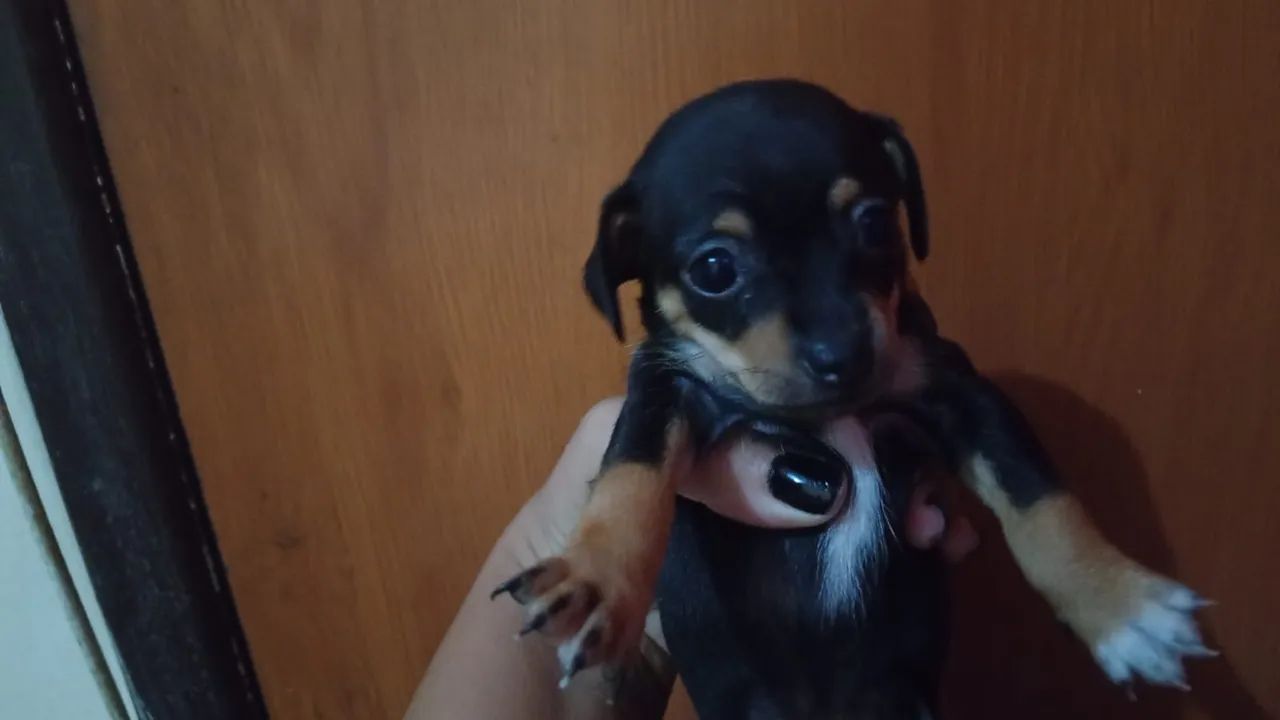 Cachorro pinscher zero - Foto 3
