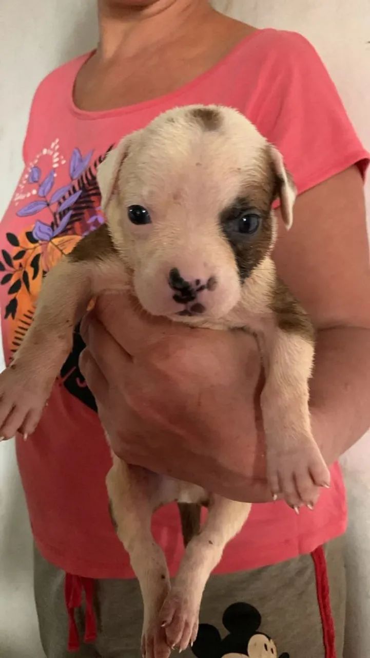 Vendo ou troco filhotes de Pit Bull  - Foto 3