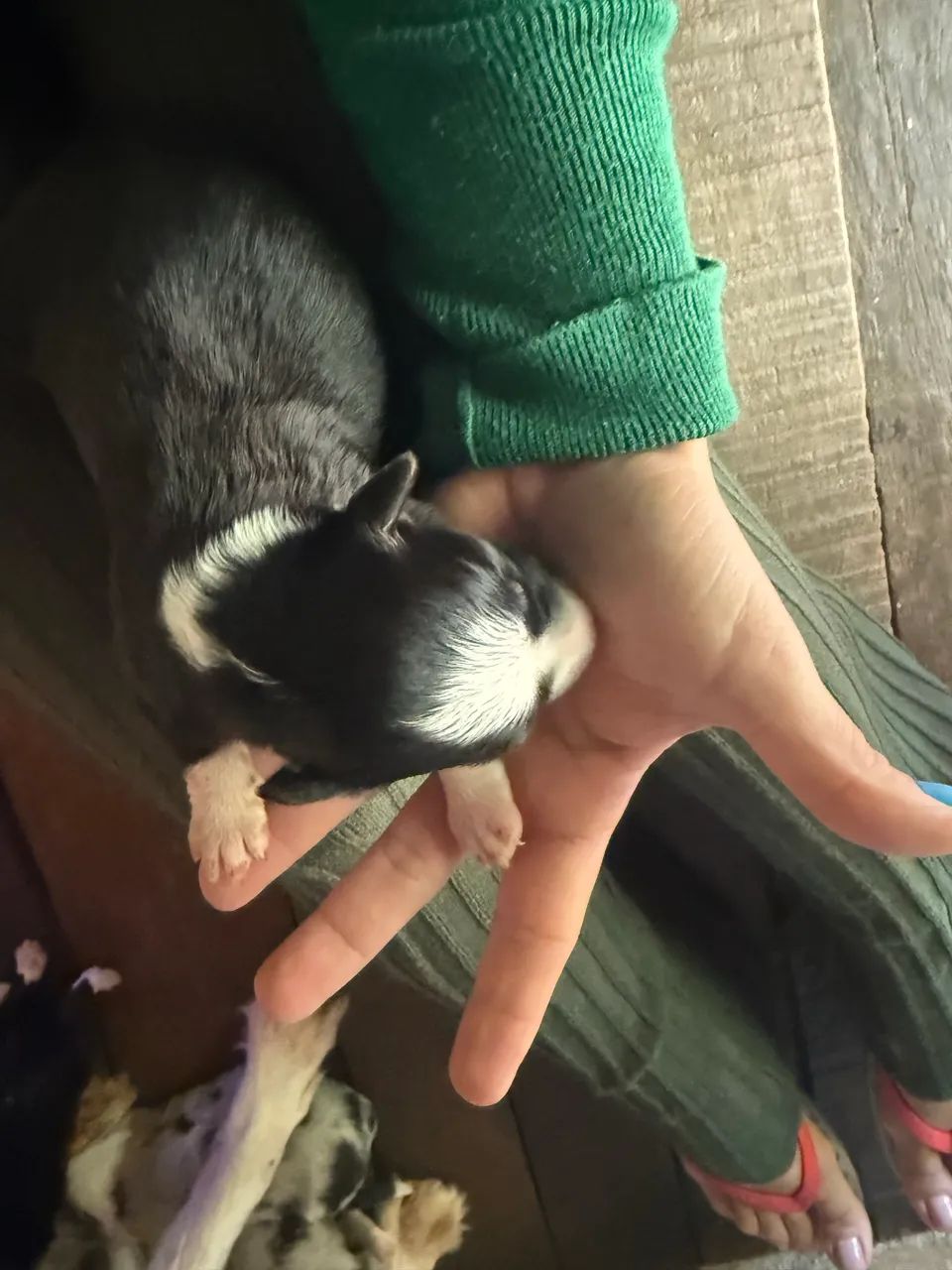 BORDER COLLIE - Foto 5