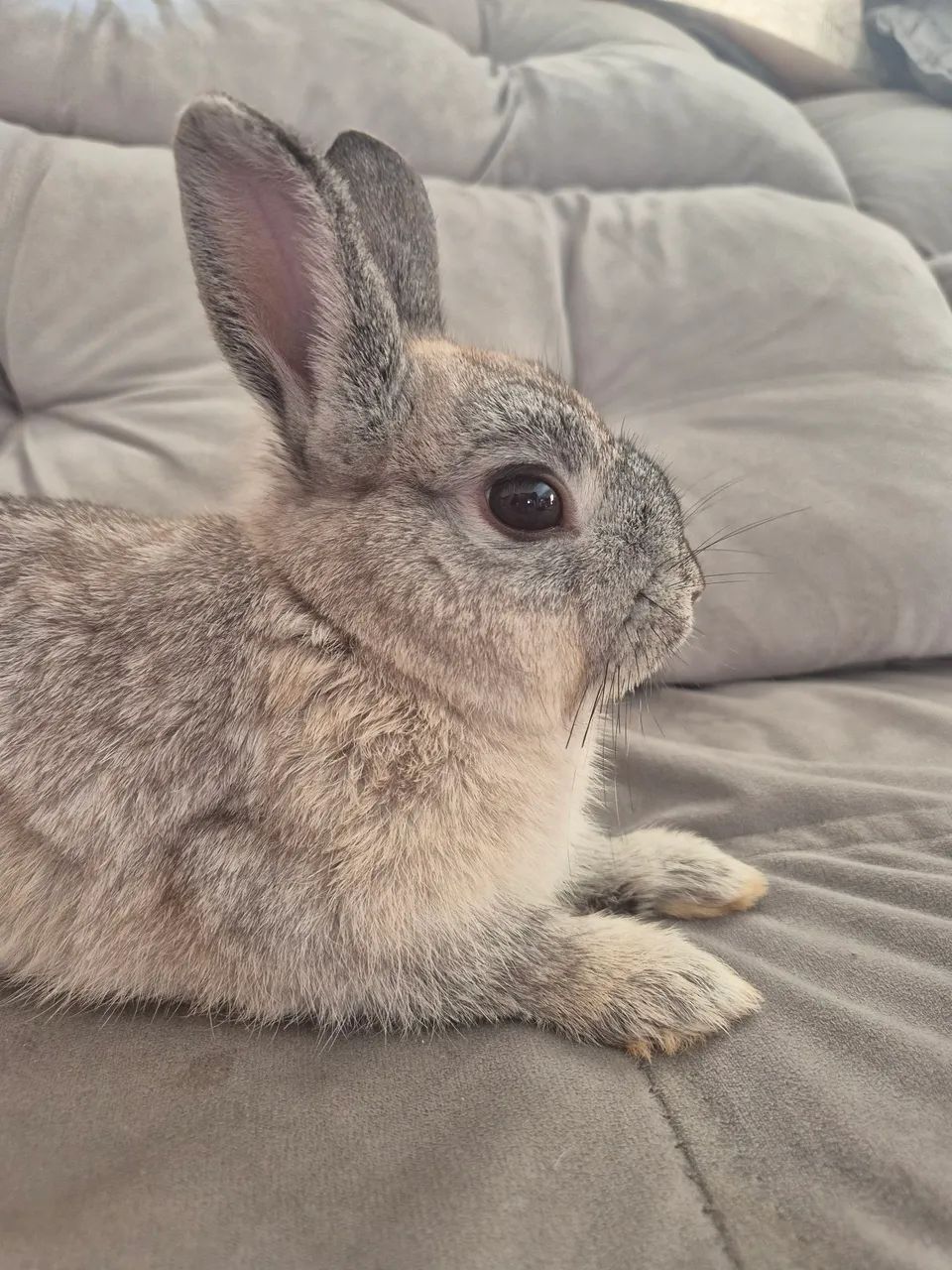 Mini Coelho - Foto 3