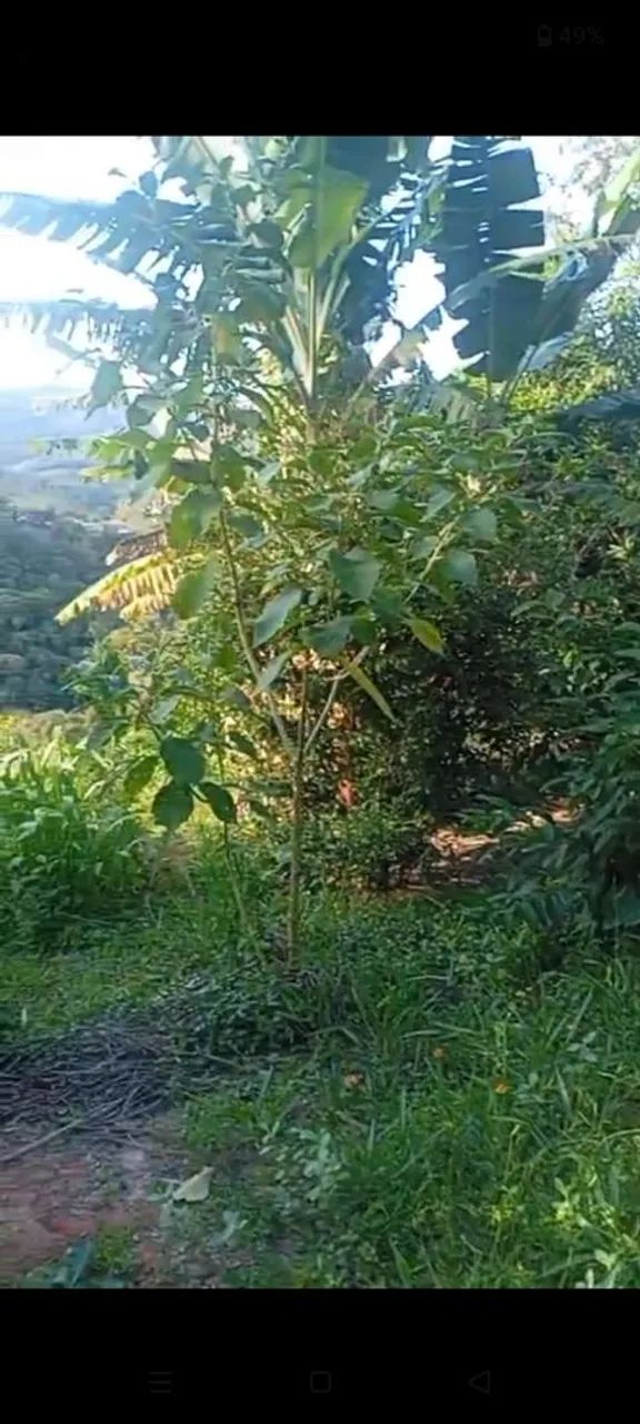 Terreno de 3 hequitares nós coqueiros  - Foto 3