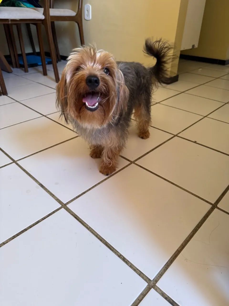 Cachorro 