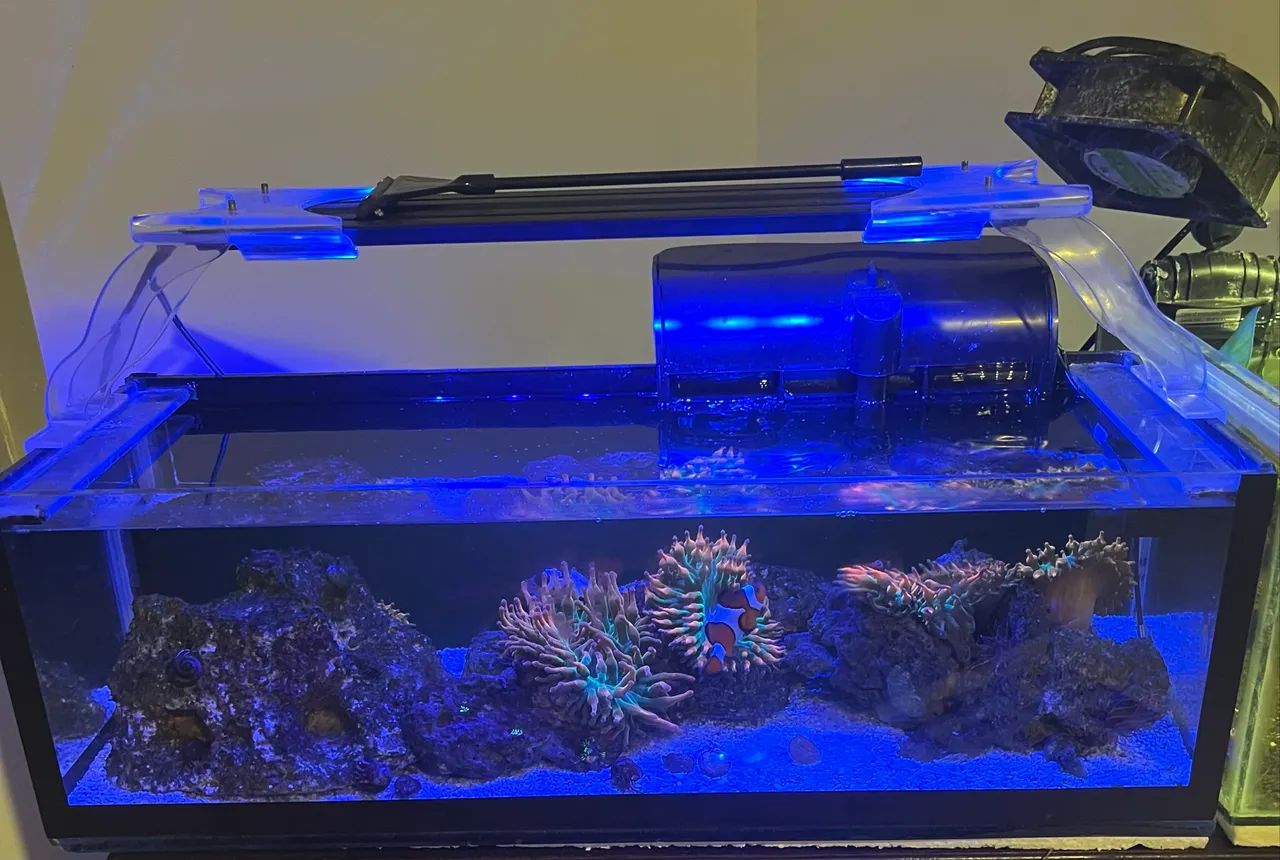 Aquario 