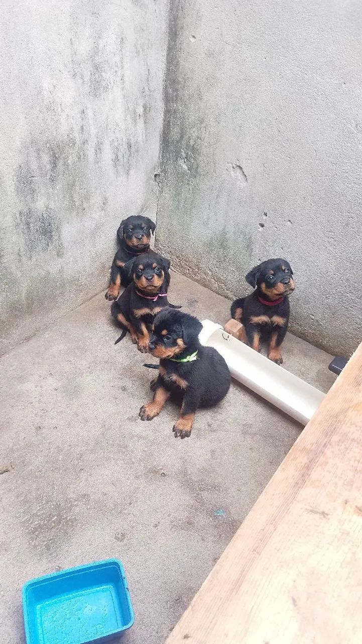 Cachorro Rottweiler  - Foto 5