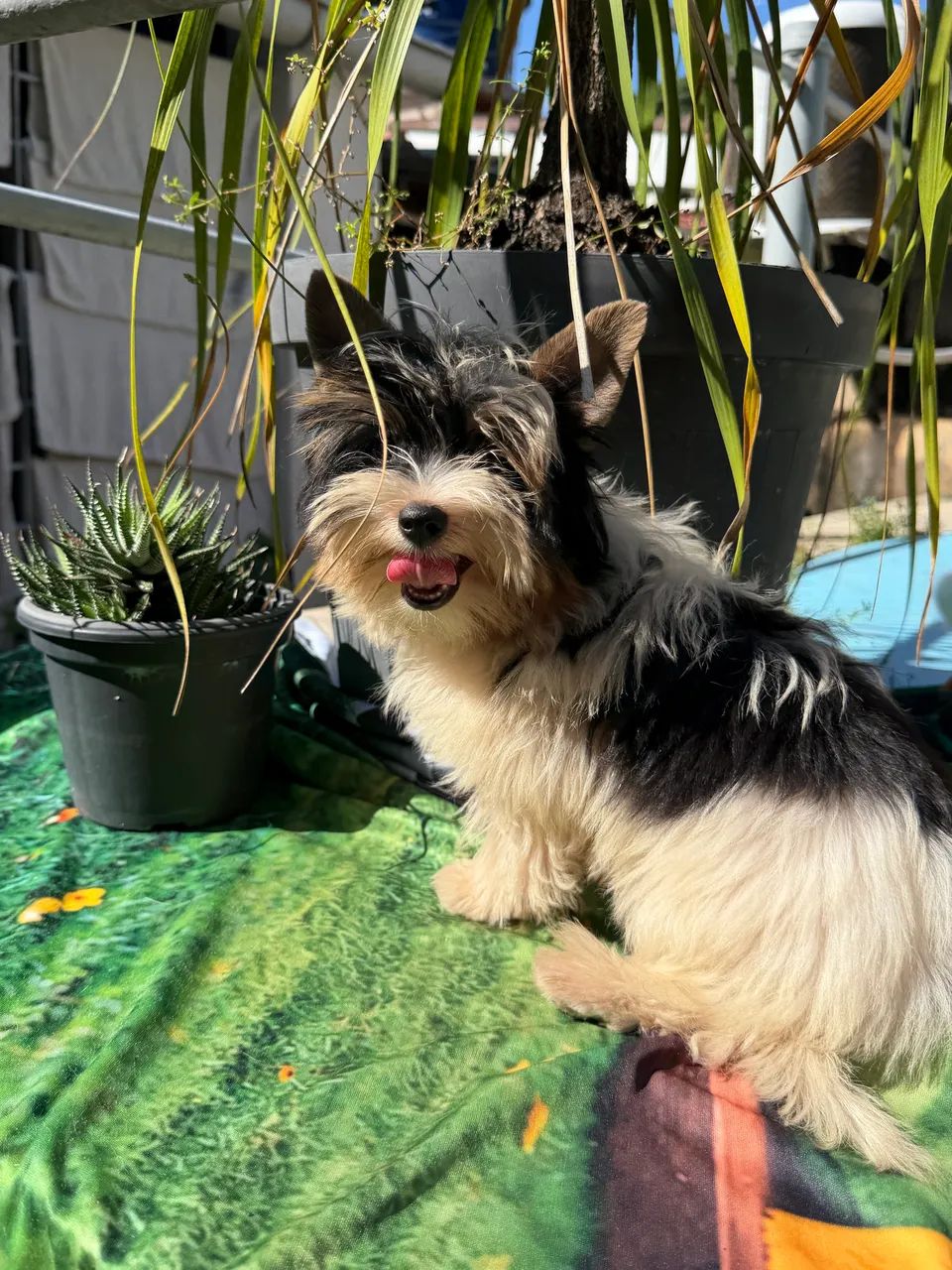 Biewer Terrier  - Foto 3