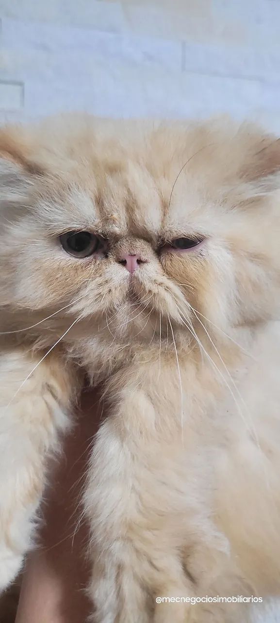 Gato persa65685579400706122