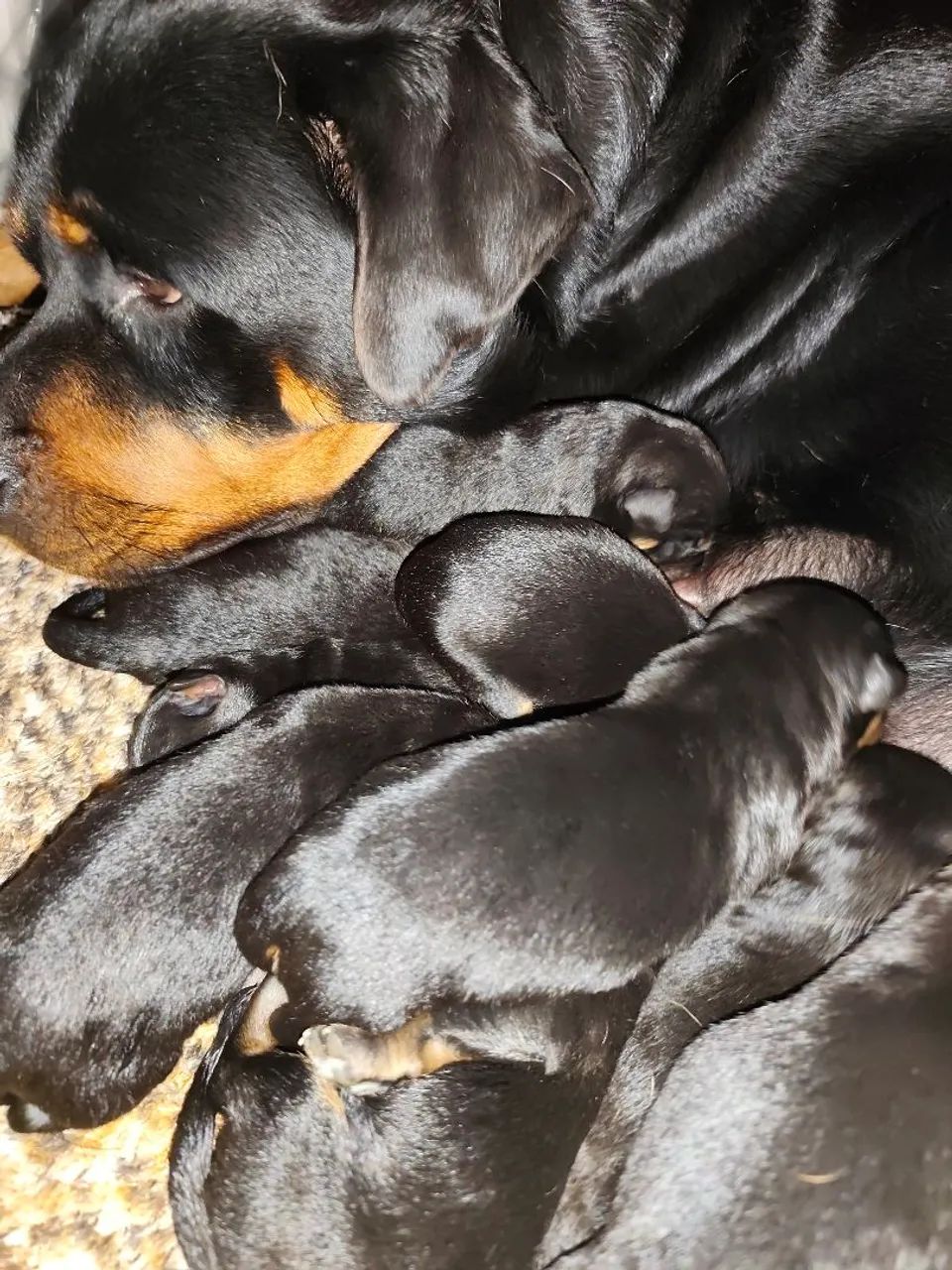 Filhotes de Rottweiler MACHO  - Foto 5