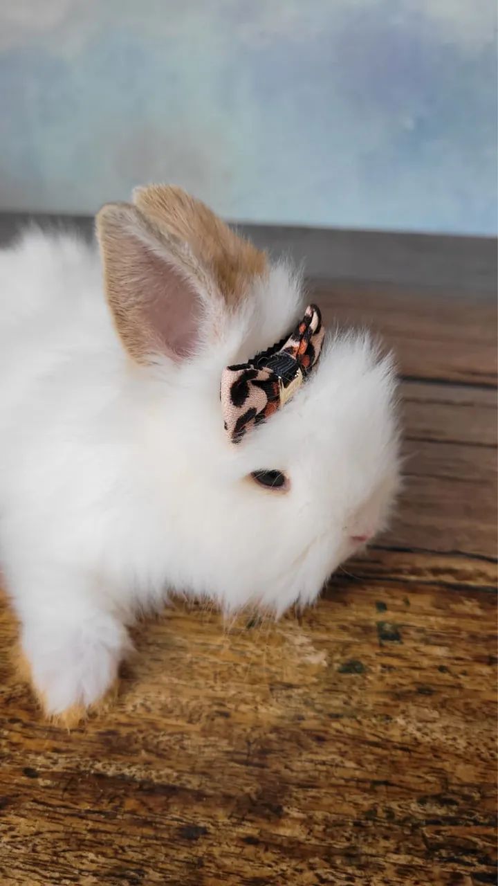 Mini lion