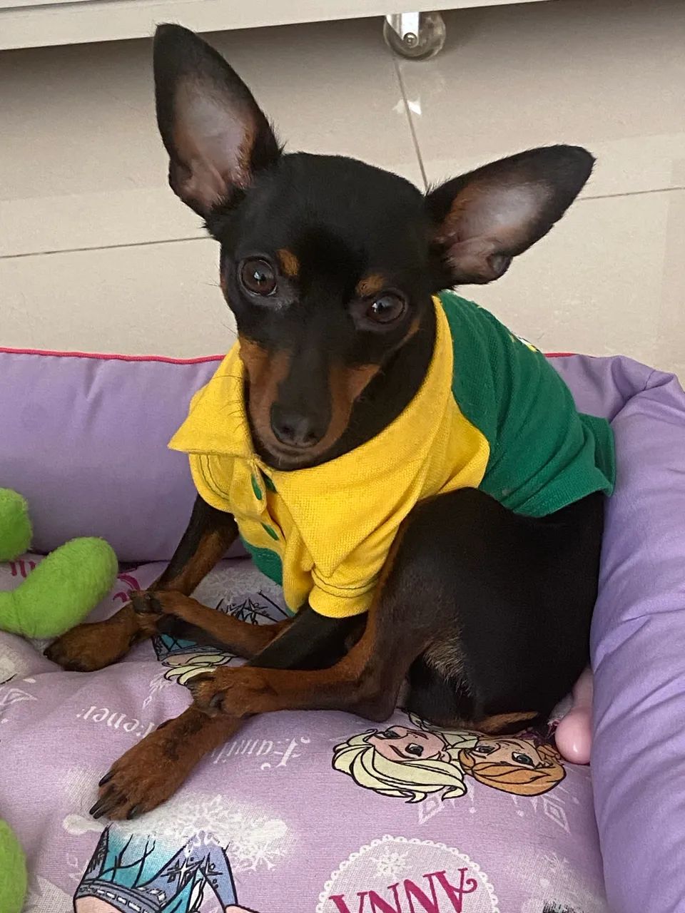 Tomo conta dos seus animais . - Foto 2