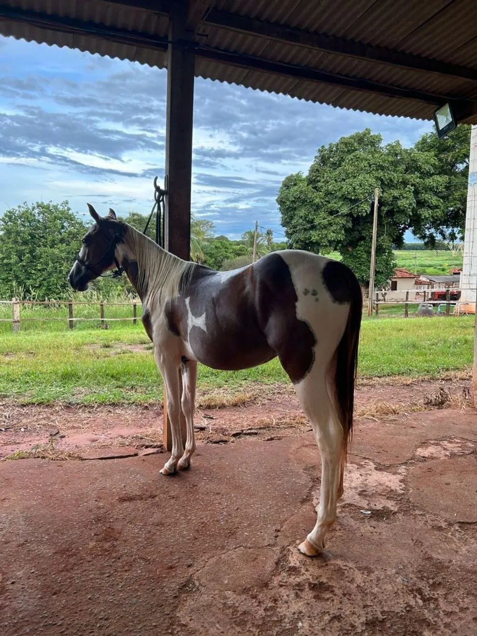 Potro Paint horse P.O  - Foto 3