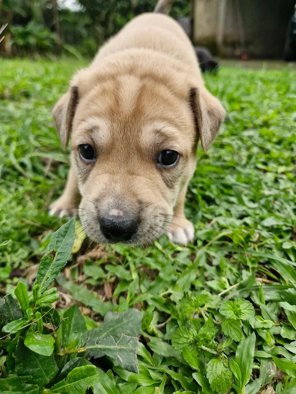 Filhotes de cachorro - Foto 3