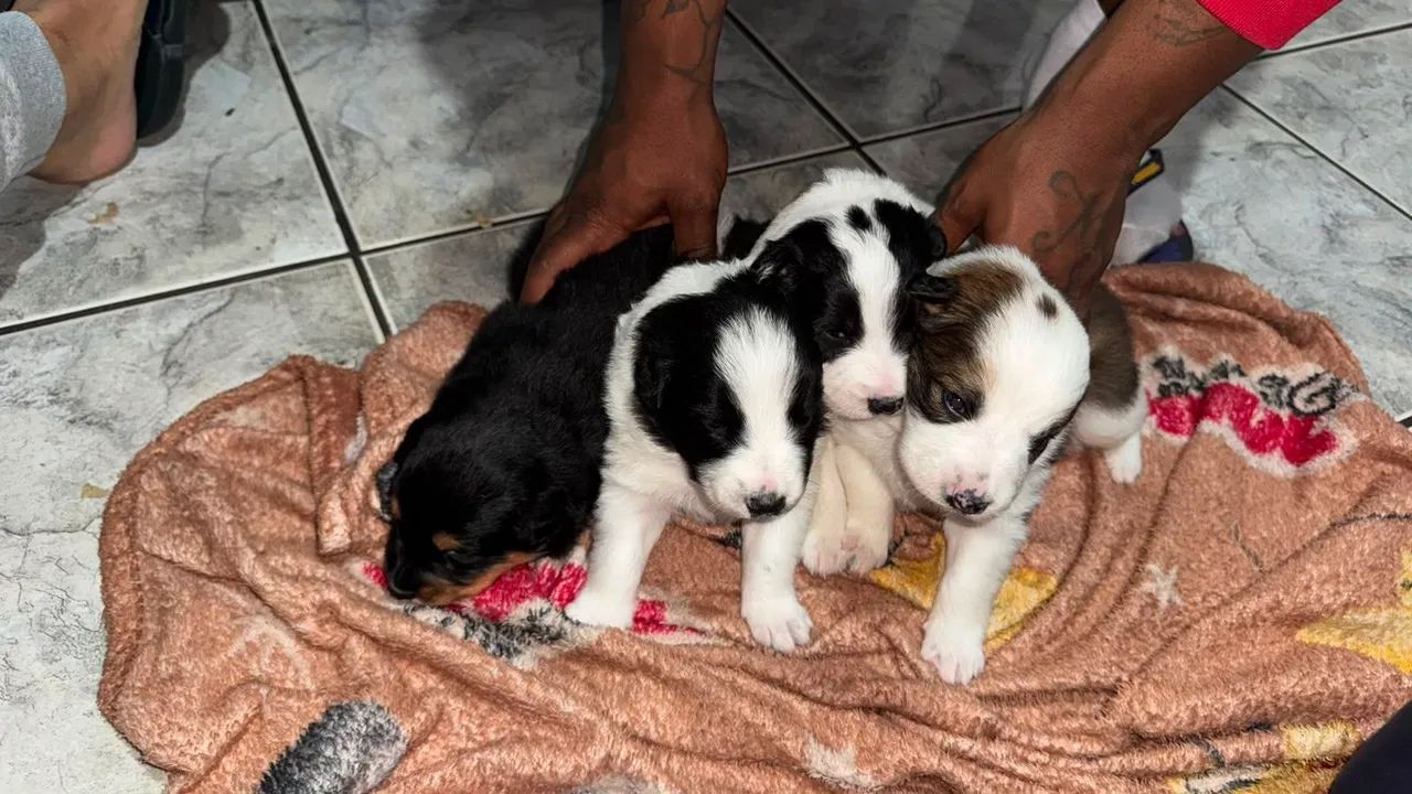 Vende-se filhotes