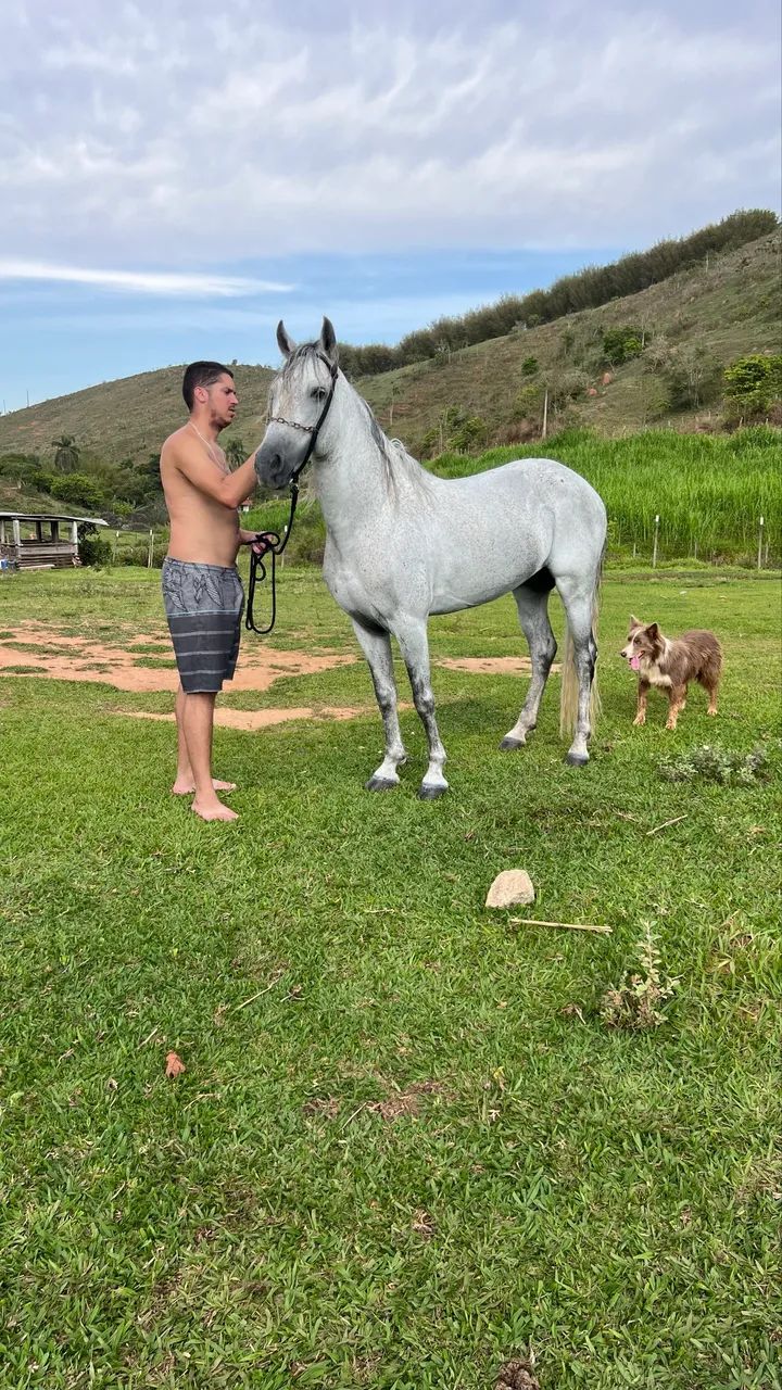 Cavalo Mangalarga Marchador  - Foto 2