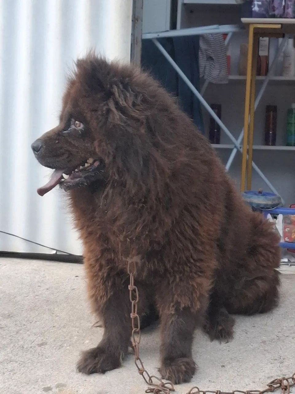 Chow chow fêmea  - Foto 2