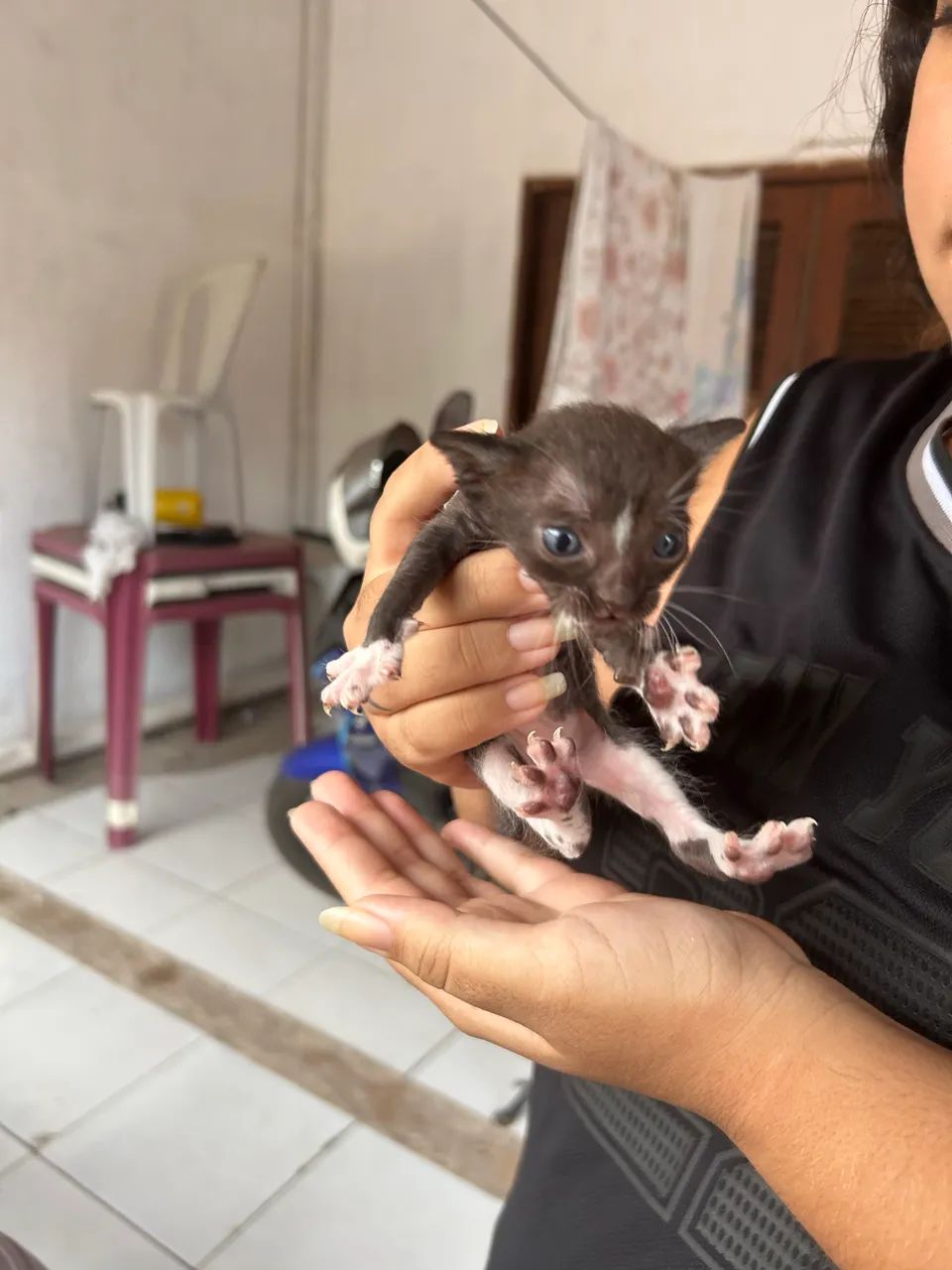 GATOS PARA ADOÇÃO RESPONSÁVEL - Foto 2