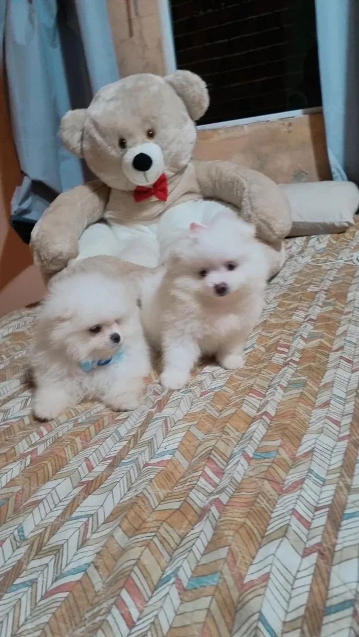 Cachorro