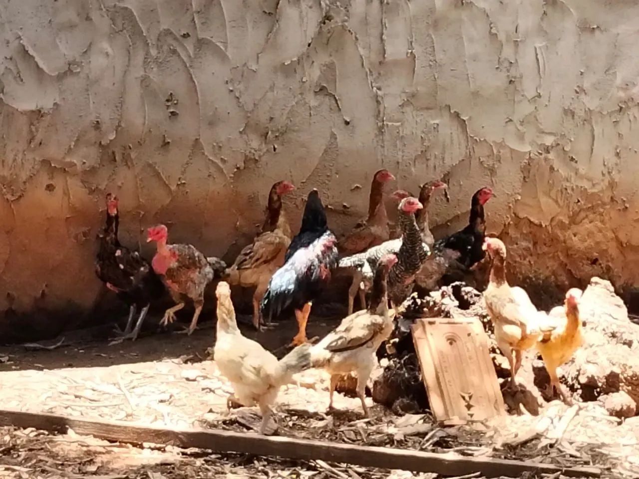 Galinha  - Foto 3