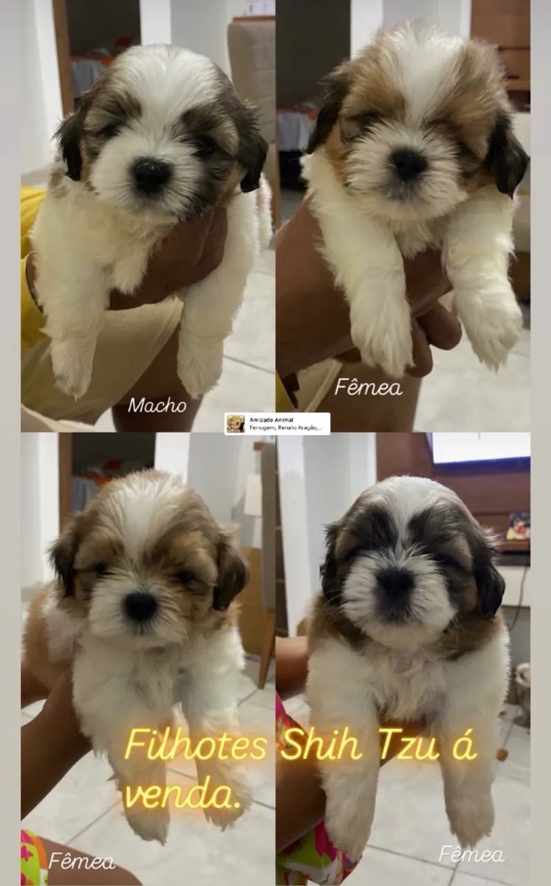 Shitzu fêmea e macho