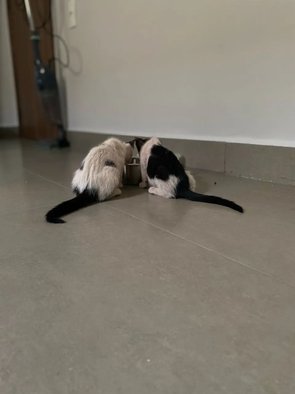 Adoção  - Foto 4