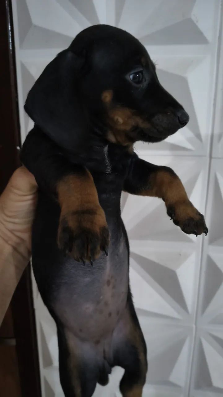 DASCHUND MACHO E FEMEA  - Foto 3