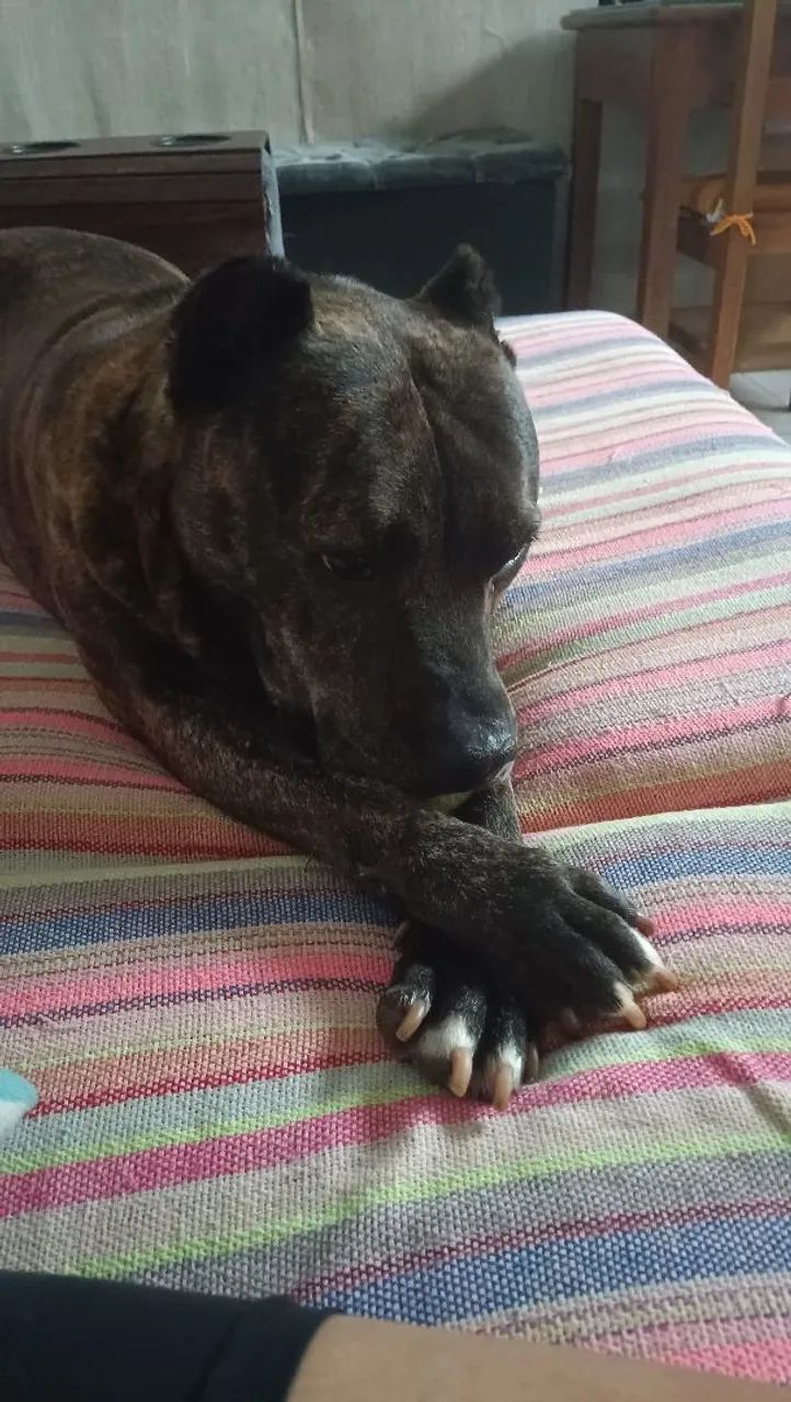 Pit Bull super dócil  - Foto 2