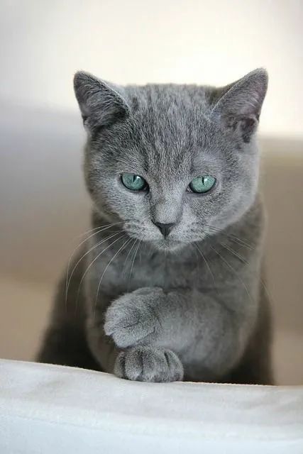 Chartreux raça de gato muito fofa