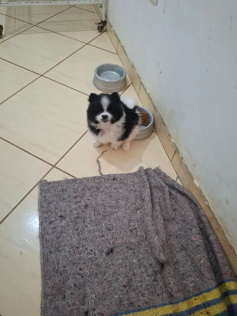 Lindo machinho spitz alemão  - Foto 2