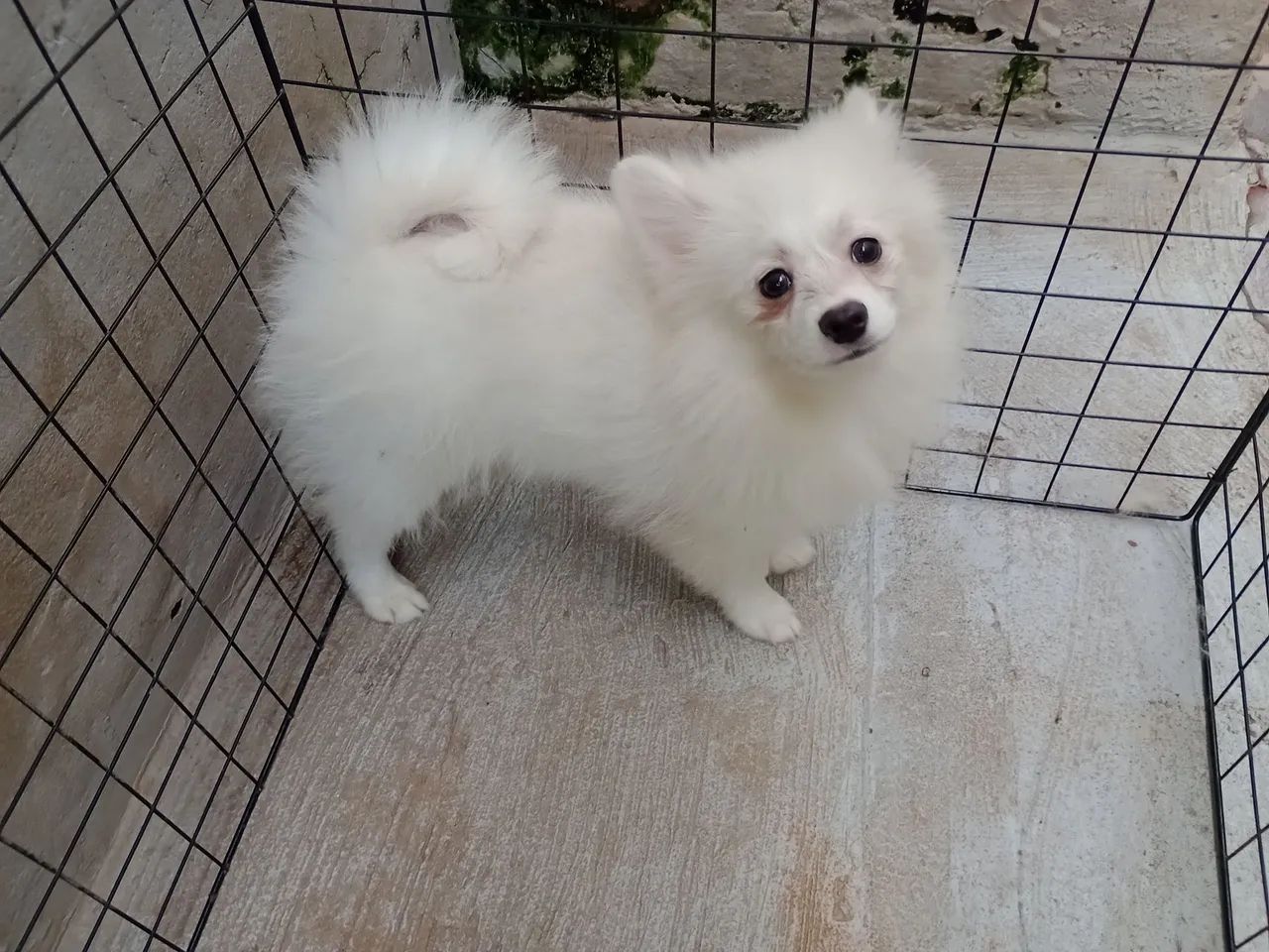Spitz alemão  - Foto 2