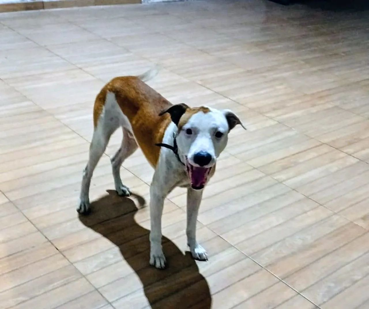 DOAÇÃO  RESPONSÁVEL (ANIMAL) - Foto 3