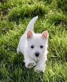 West Terrier 
