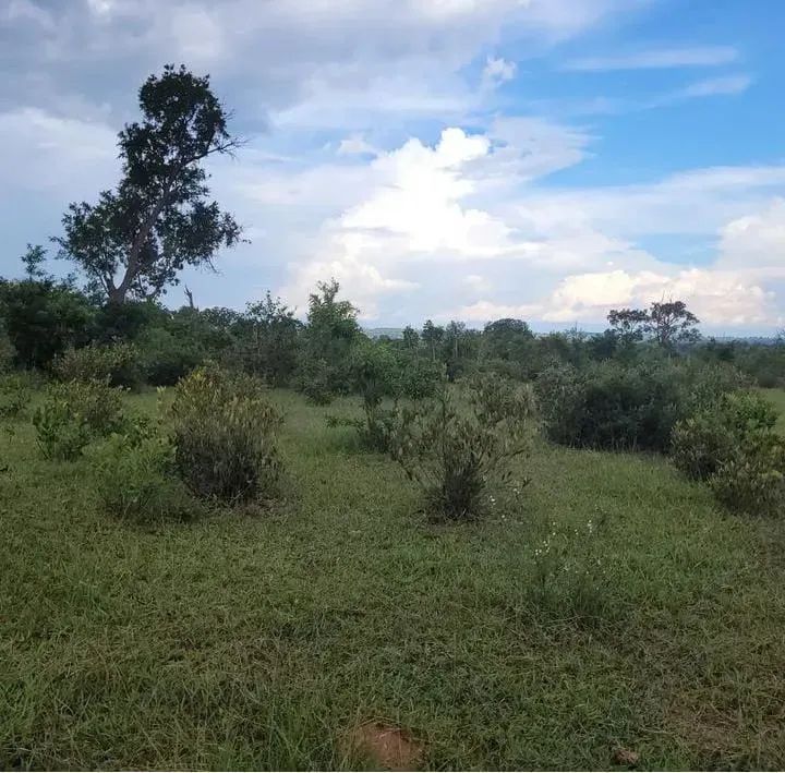 ÁREA COM 80HA EM RIBAS DO RIO PARDO - Foto 4