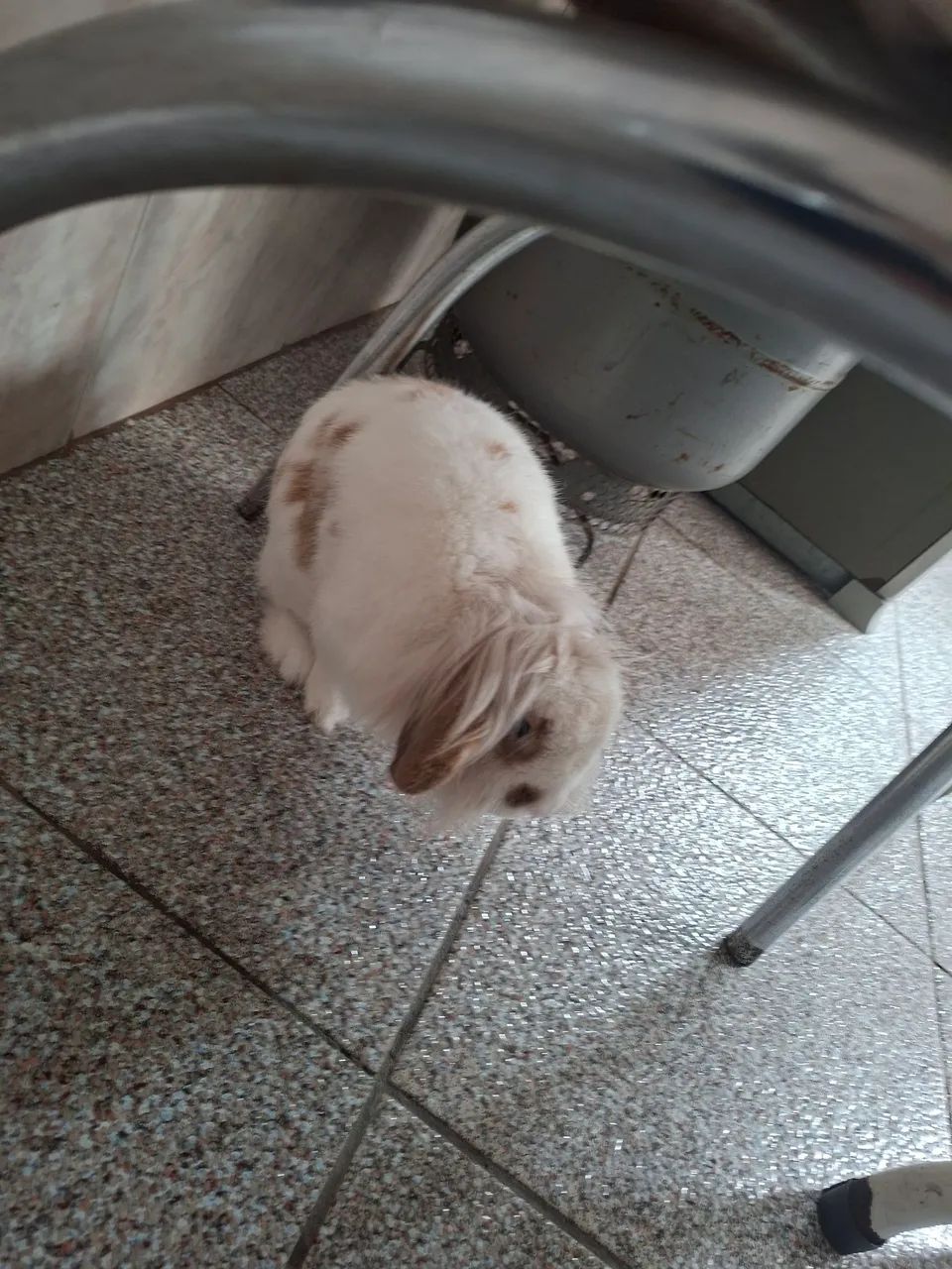 Doação coelho - Foto 4