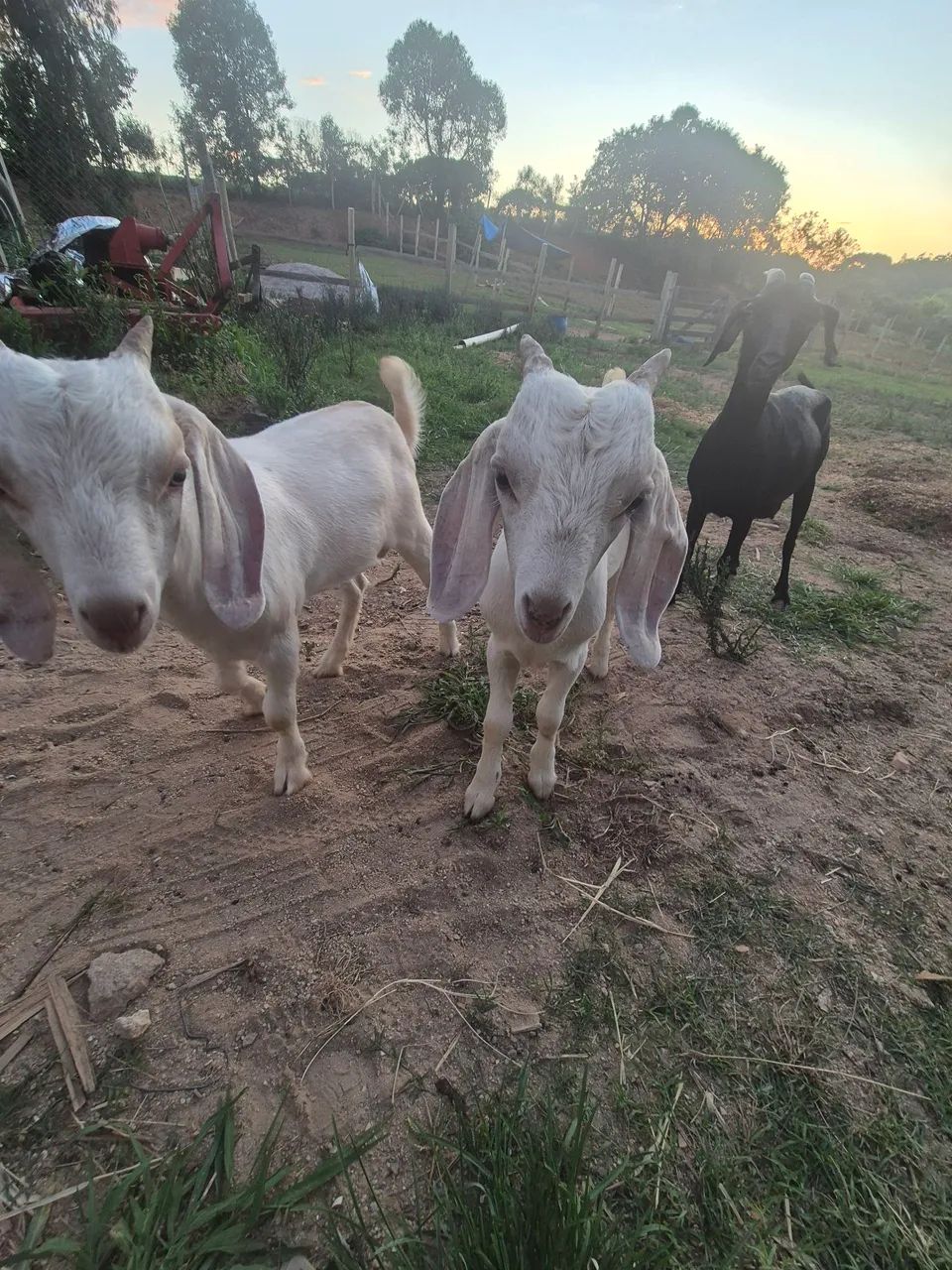 Bodes adulto e filhote  - Foto 6