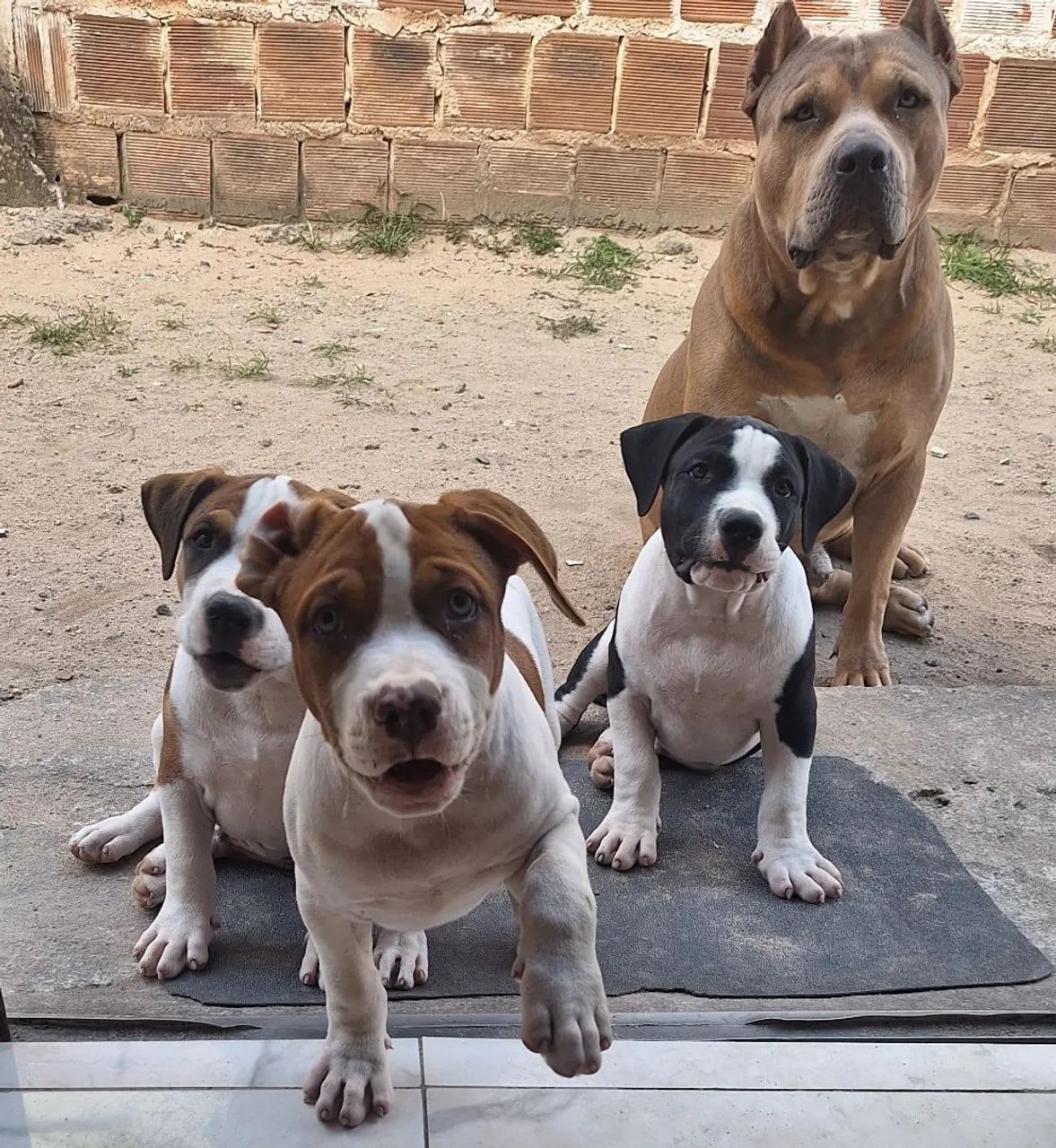 Filhotes de Pit Monster 