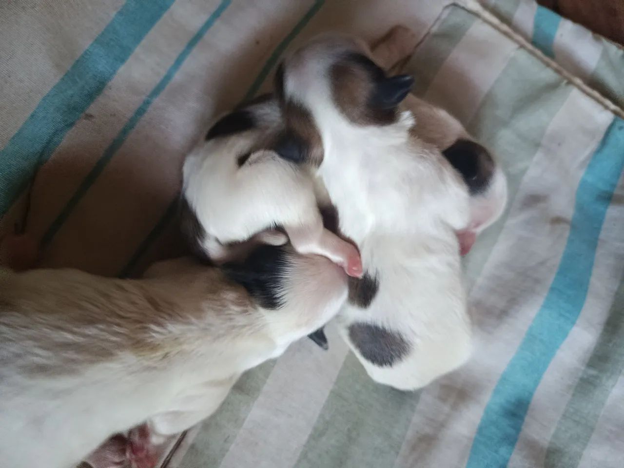 Filhotes de Shitzu  - Foto 3