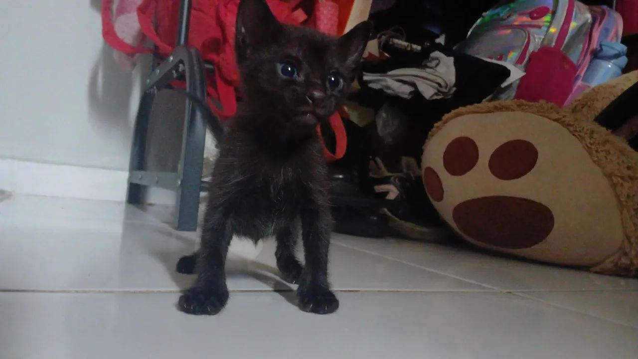 ADOÇÃO  - Foto 2