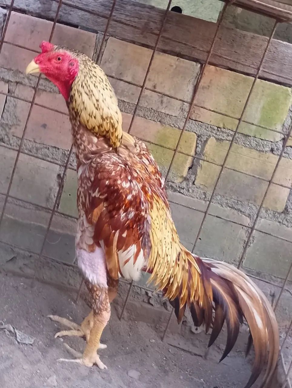 Vende-se galo carioca exótico  - Foto 3