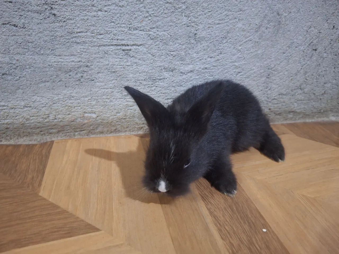 Coelhinhos com 25 dias de nascido, - Foto 3