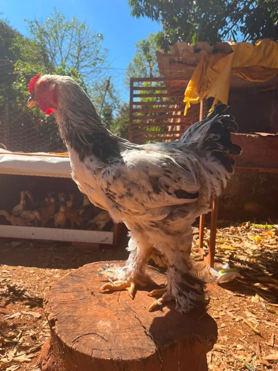 Frango Brahma Light  - Foto 4